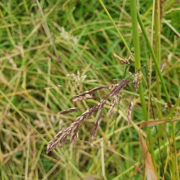 Agrostis stolonifera Õis