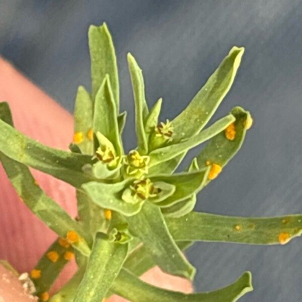 Euphorbia sulcata Floare