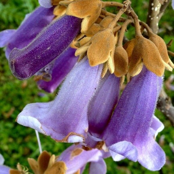 Paulownia tomentosa Blomst