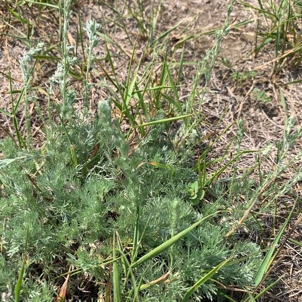 Artemisia frigida Φύλλο