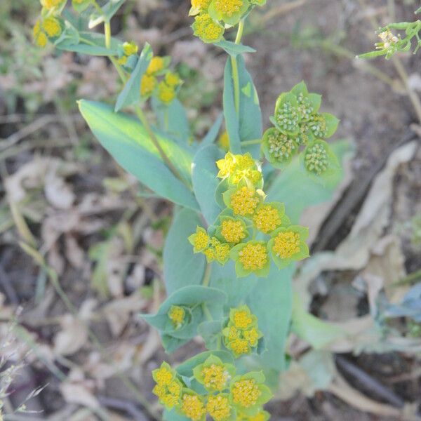 Bupleurum lancifolium Flor