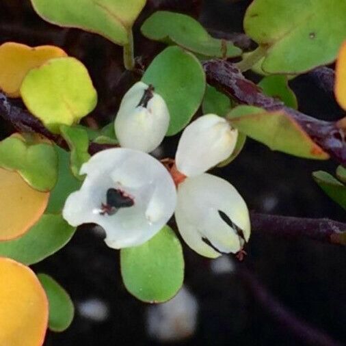 Muehlenbeckia complexa फूल