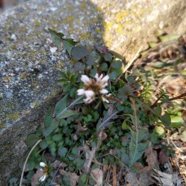 Cardamine parviflora Folha