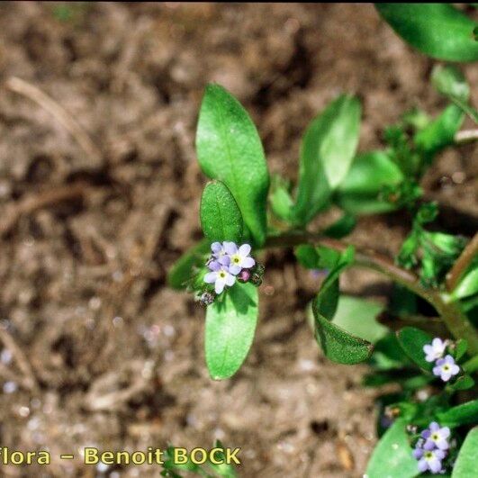 Myosotis sicula Άλλα