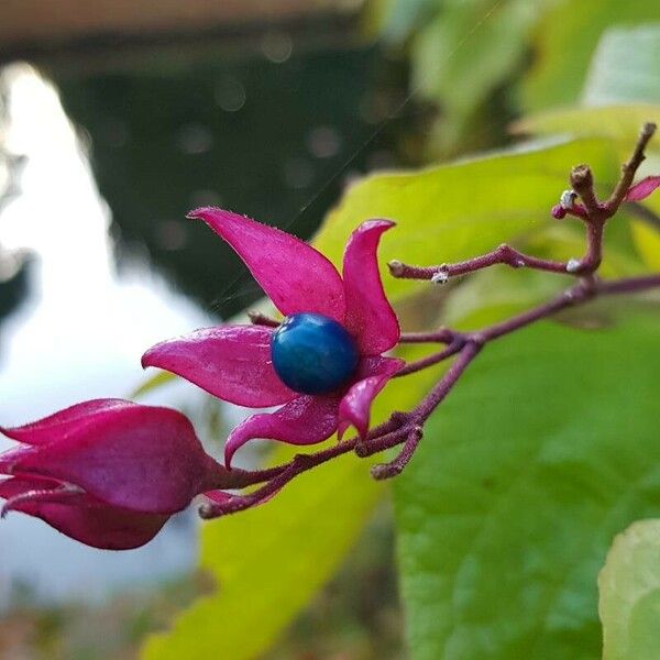 Clerodendrum trichotomum Gyümölcs