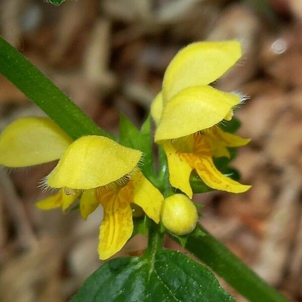 Lamium galeobdolon Λουλούδι