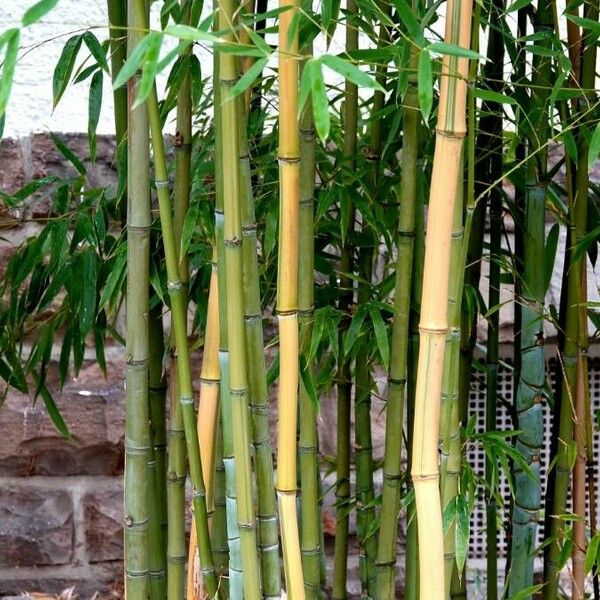 Phyllostachys nigra Altro