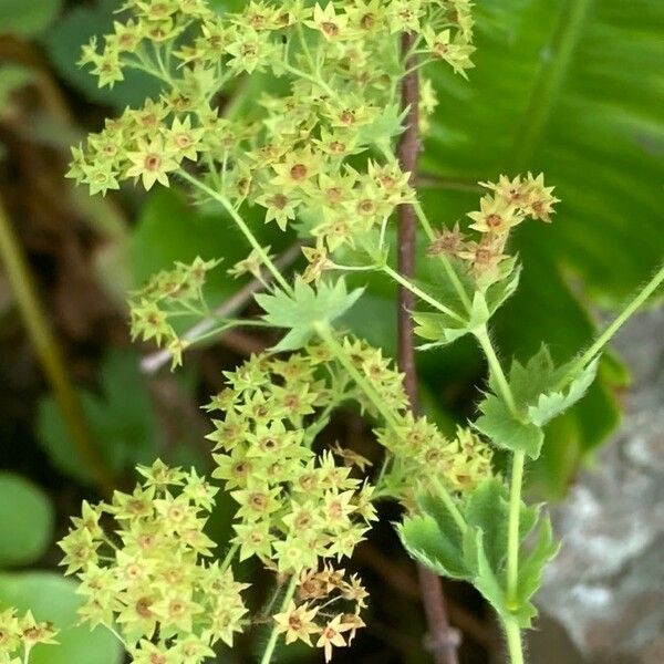 Alchemilla xanthochlora Flower