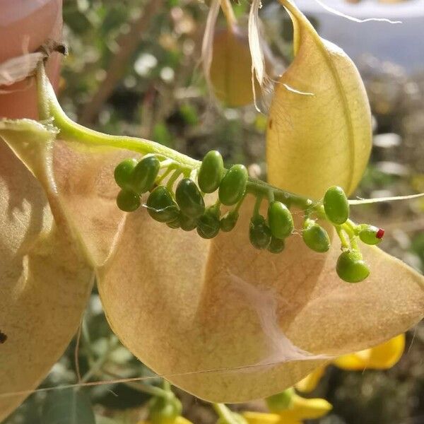 Colutea arborescens Frucht