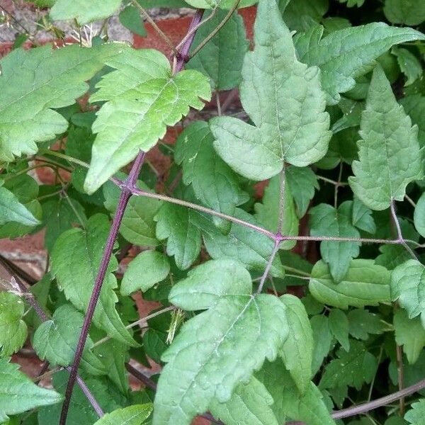 Clematis vitalba पत्ता