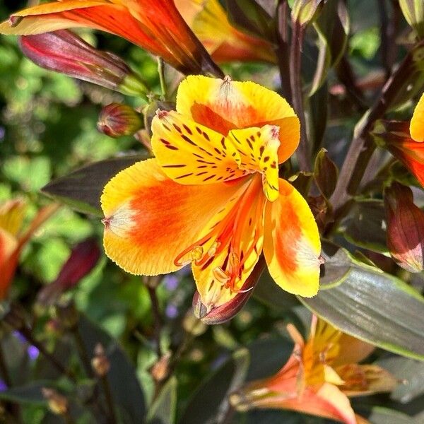 Alstroemeria aurea Flower