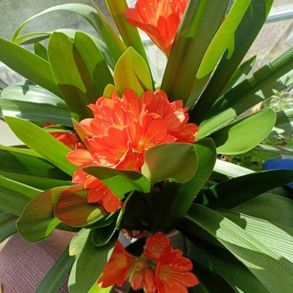 Clivia nobilis Blomma