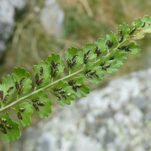 Asplenium viride Fruto