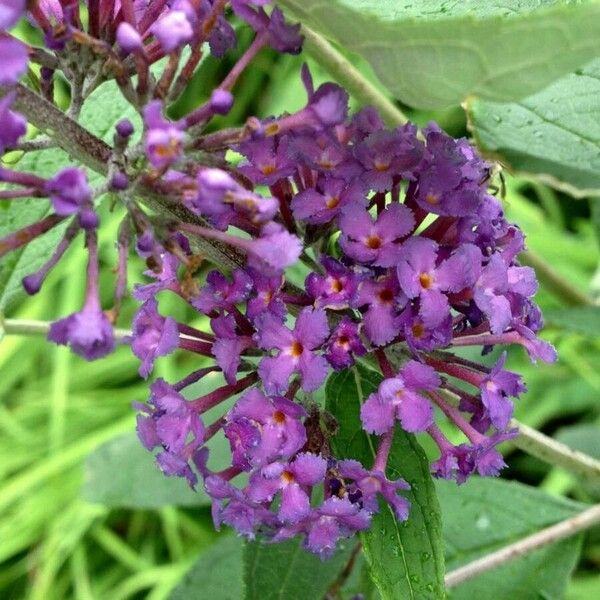 Buddleja davidii ফুল