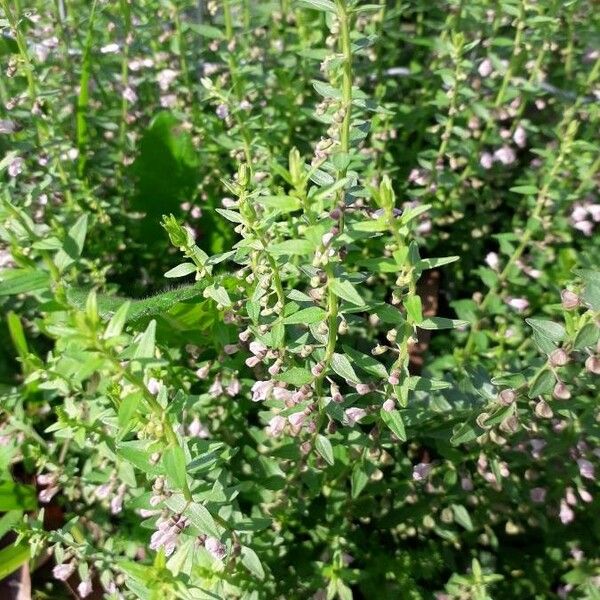 Scutellaria minor Flower