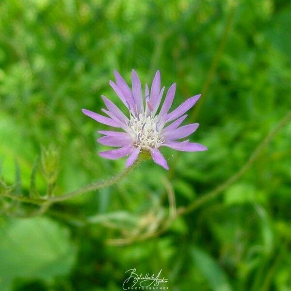 Knautia integrifolia Flor