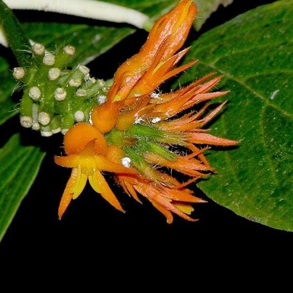 Gurania bignoniacea Flower