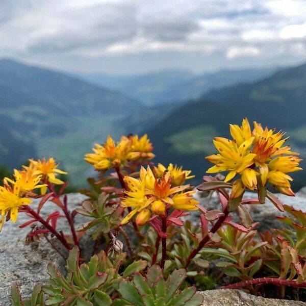 Sedum lanceolatum Flower