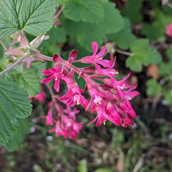 Ribes sanguineum Flor