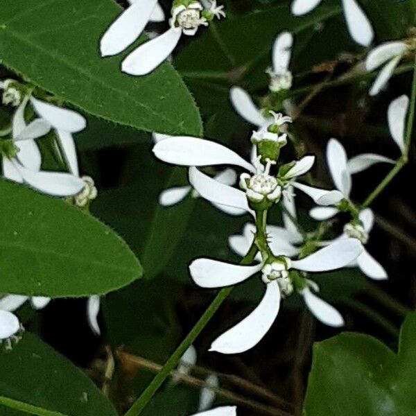 Euphorbia hypericifolia Flors