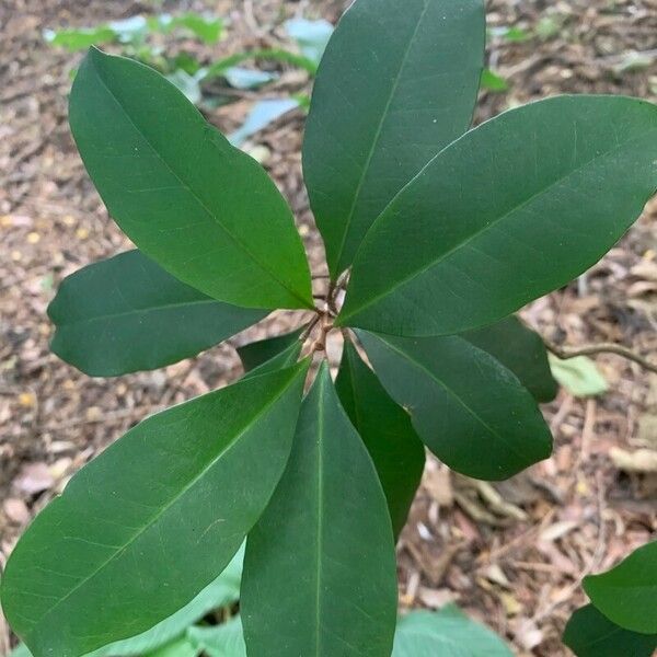Esenbeckia grandiflora Leaf