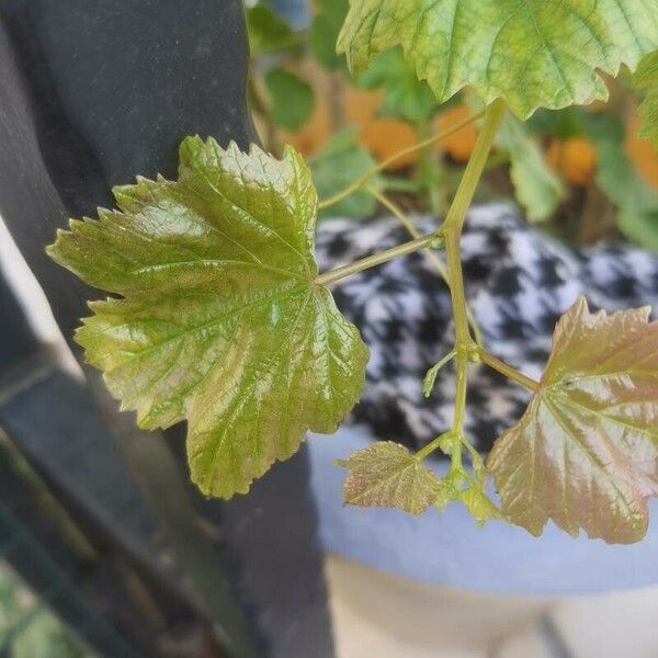 Vitis rotundifolia Liść