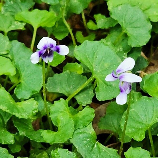 Viola hederacea Kvet