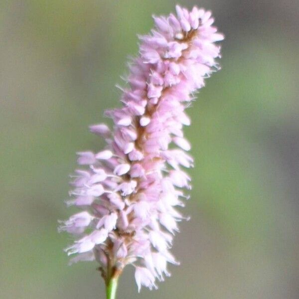 Bistorta officinalis Blüte