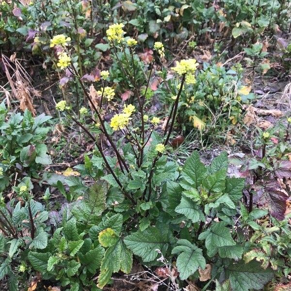 Brassica juncea برگ