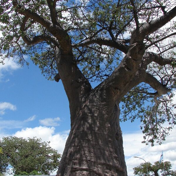 Adansonia digitata Natur