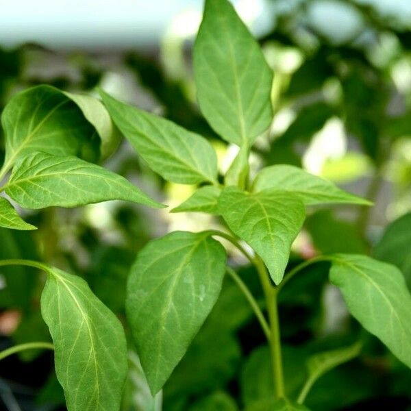 Capsicum frutescens Fuelha