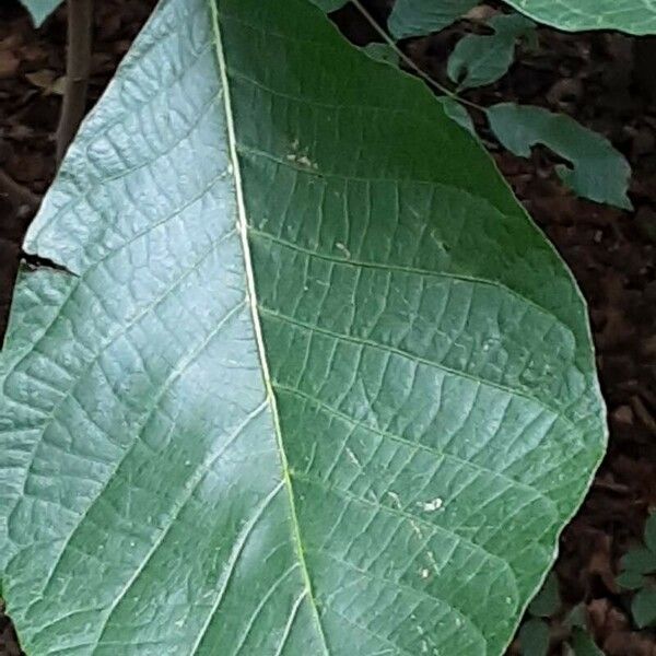 Carya glabra Folha