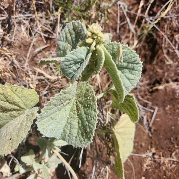 Abutilon pannosum Лист