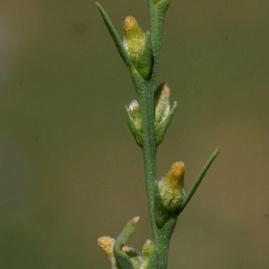 Thymelaea passerina Other