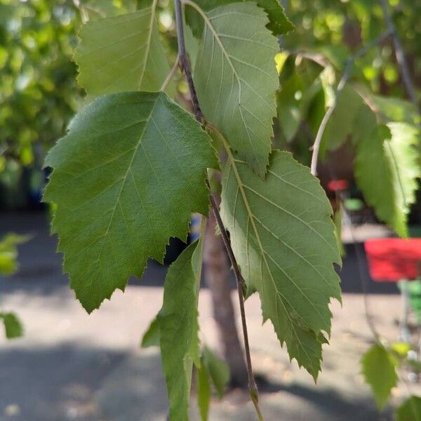 Betula nigra Лист