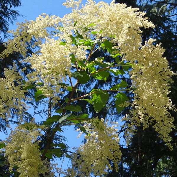 Holodiscus discolor Flower