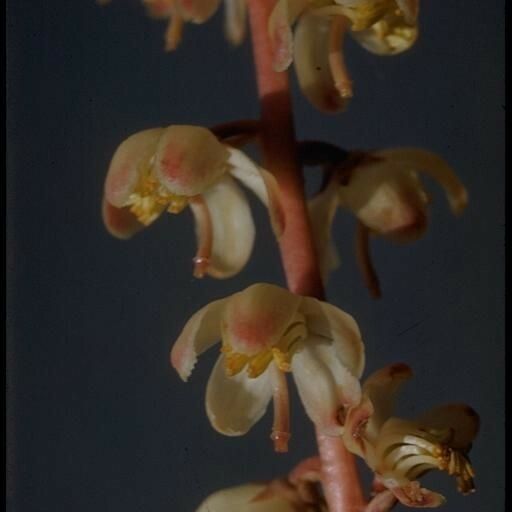 Pyrola picta 花