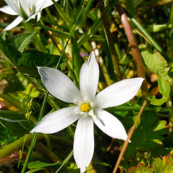 Ornithogalum divergens Flower