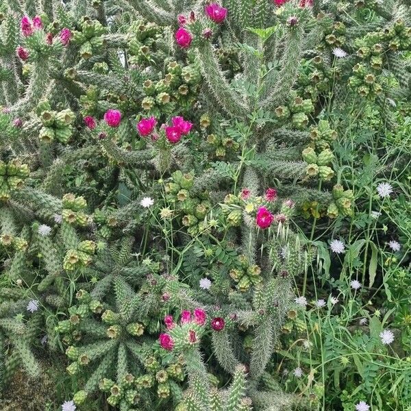 Cylindropuntia imbricata موطن