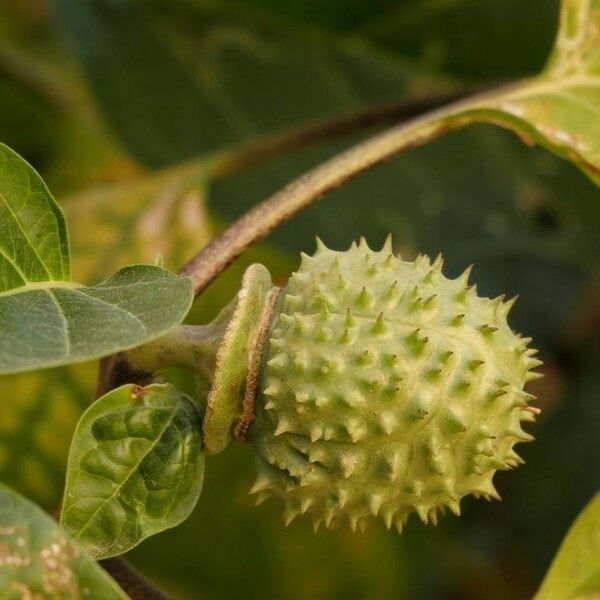 Datura innoxia ফল