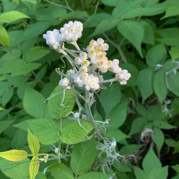 Anaphalis margaritacea 花