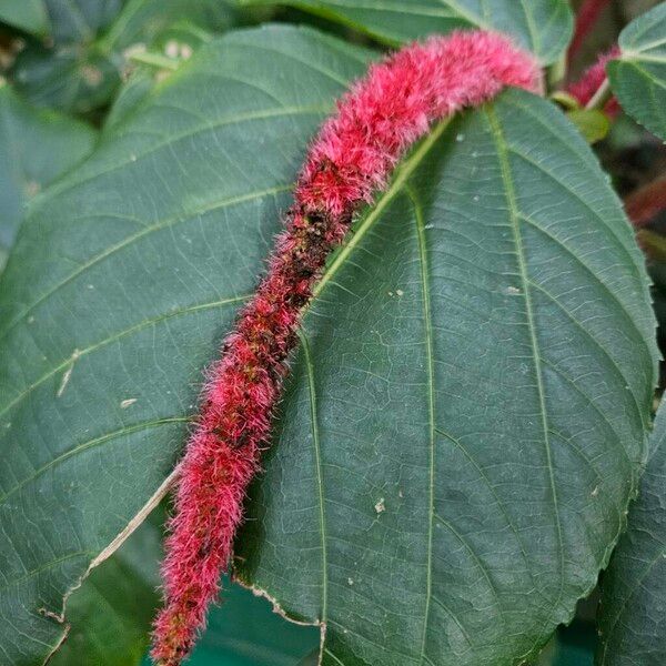 Acalypha hispida Kukka