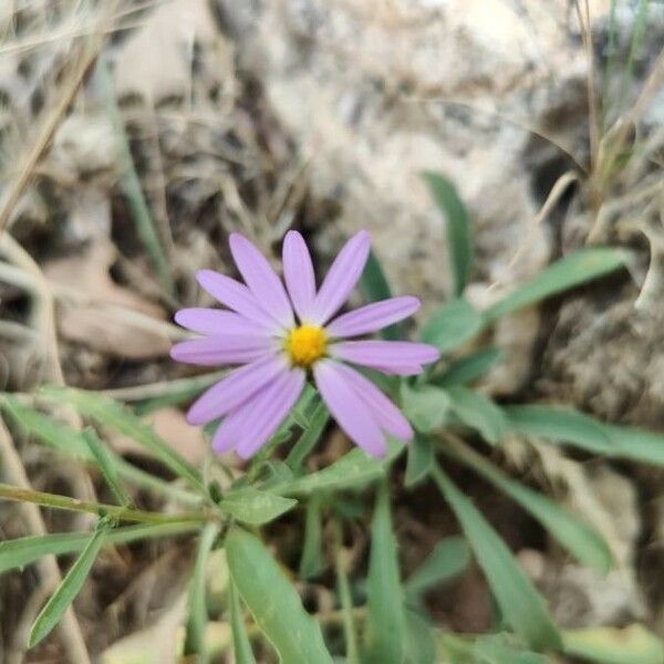 Dieteria canescens Flower