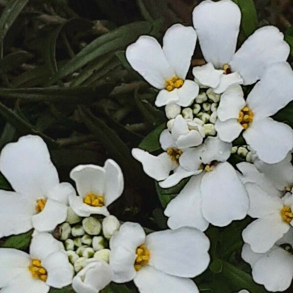 Iberis sempervirens Blomst