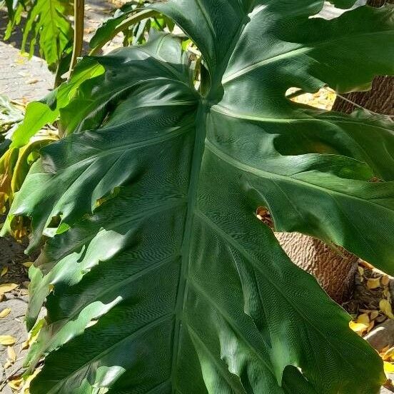 Thaumatophyllum bipinnatifidum Leaf