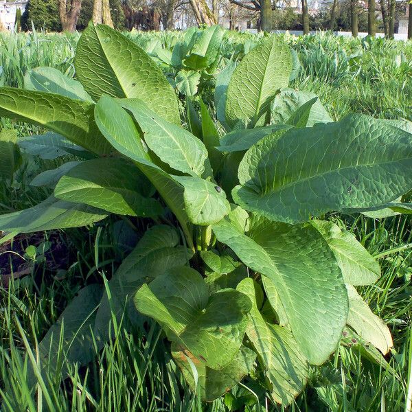 Rumex obtusifolius Natur