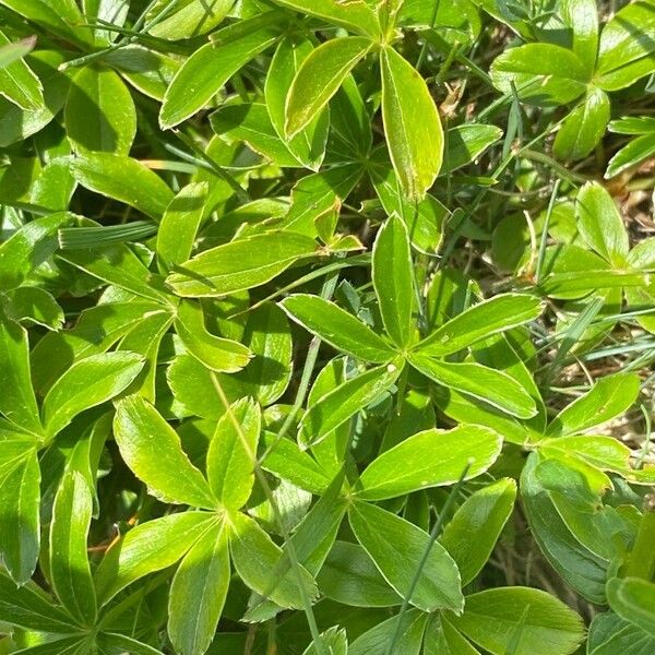 Alchemilla saxatilis Leaf