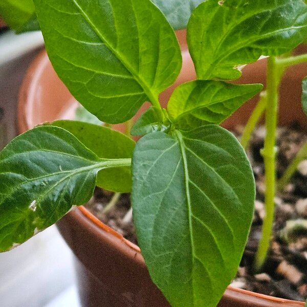 Capsicum frutescens Feuille