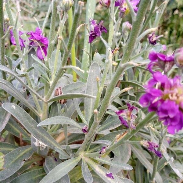 Matthiola incana Blatt