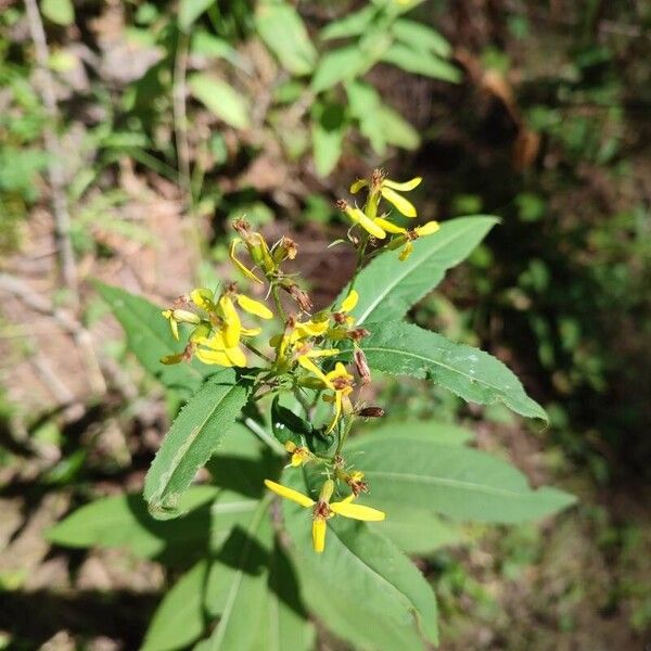 Senecio ovatus Blüte